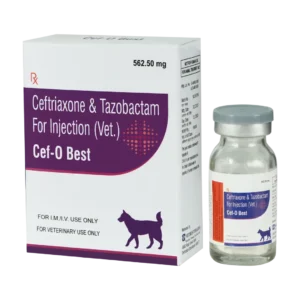 Cef - O Best 562.5 MG